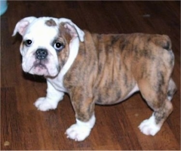 Spotted store english bulldog